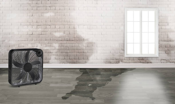 Best Water damage restoration mold remediation  in Graham, WA
